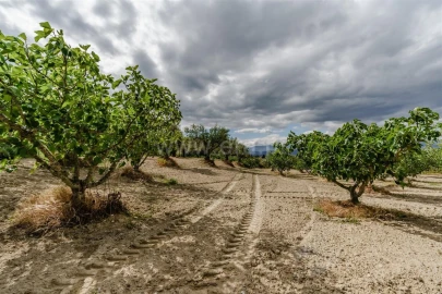 Terreno para Venda em Fundão, Valverde, Donas, A. Joanes, A. Nova Cabo