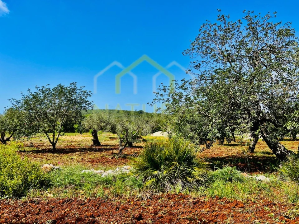 Terreno Agricola ou Rústico para Venda em Loule (São Sebastião) Foto 2