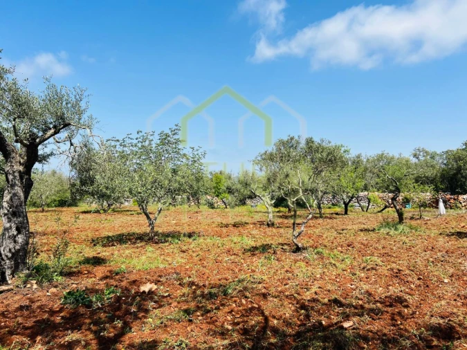 Terreno Agricola ou Rústico para Venda em Loule (São Sebastião) Foto 3