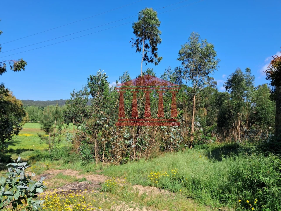 Terreno Agricola ou Rústico para Venda em Martim Foto 5