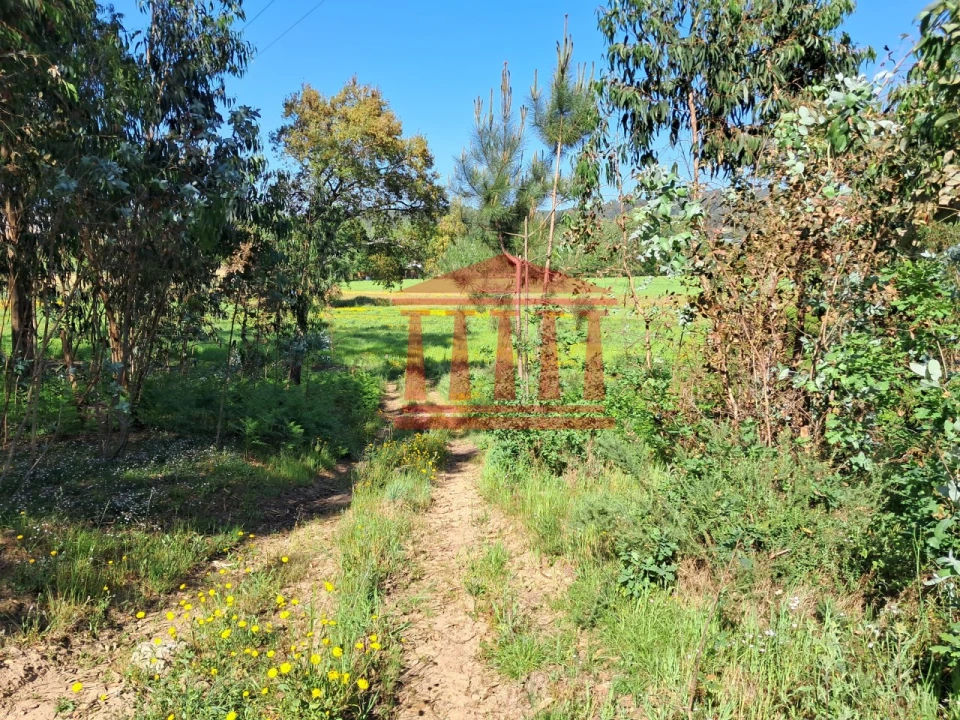 Terreno Agricola ou Rústico para Venda em Martim Foto 6