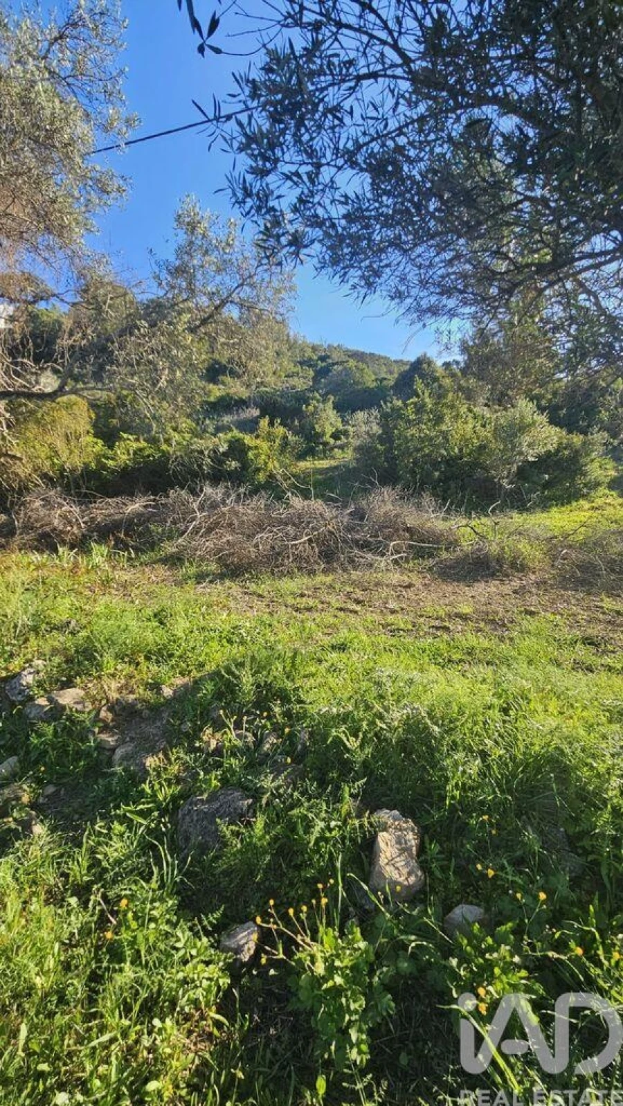 Terreno para Venda em Loule (São Clemente) Foto 3