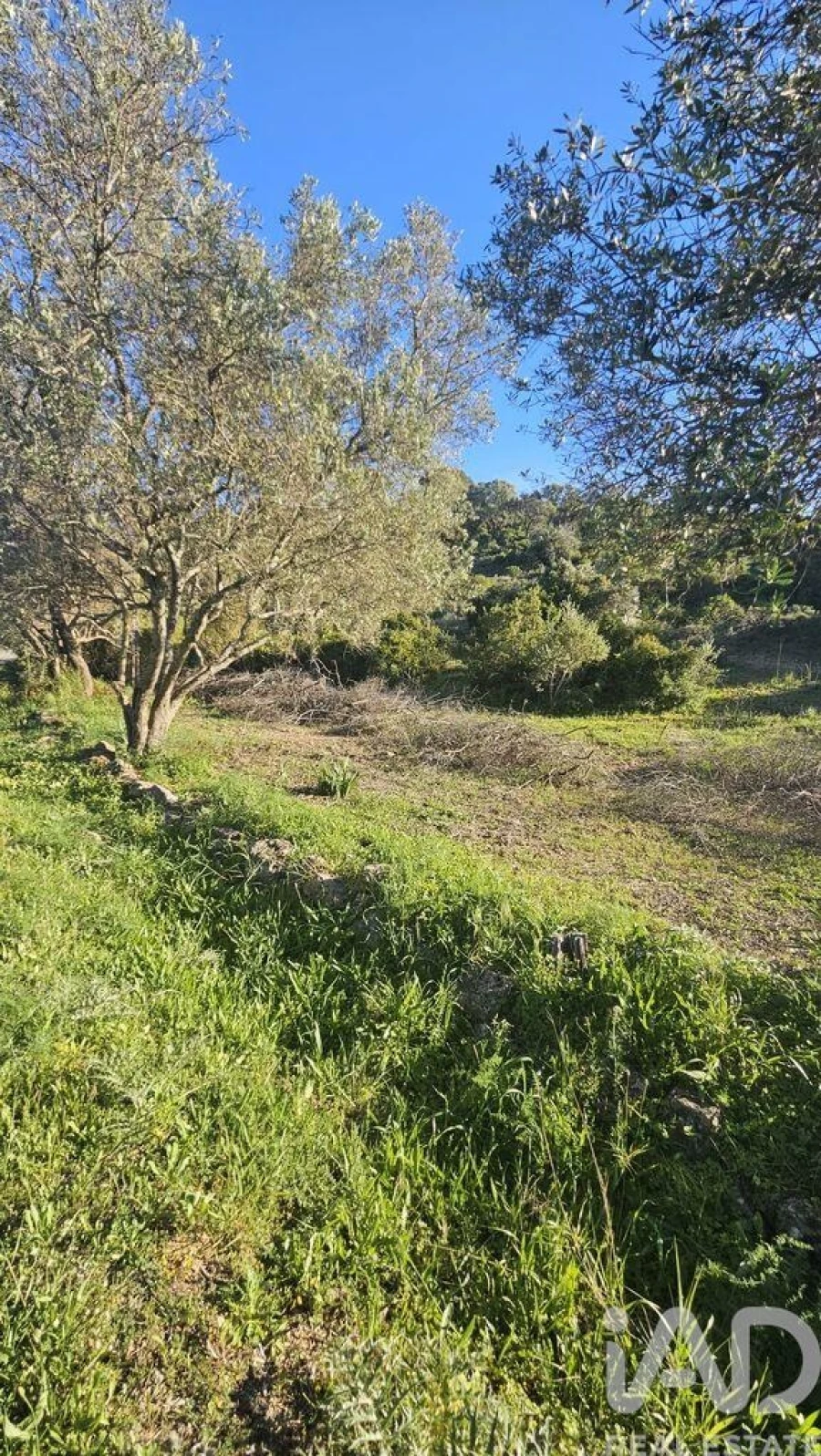 Terreno para Venda em Loule (São Clemente) Foto 4