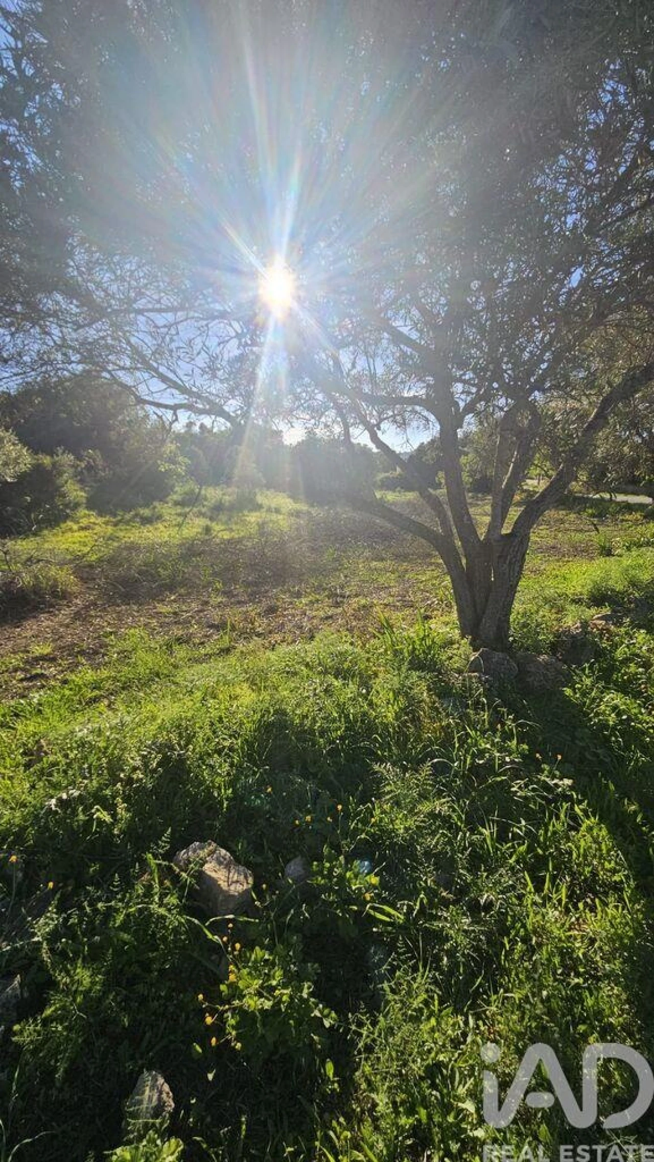 Terreno para Venda em Loule (São Clemente) Foto 7