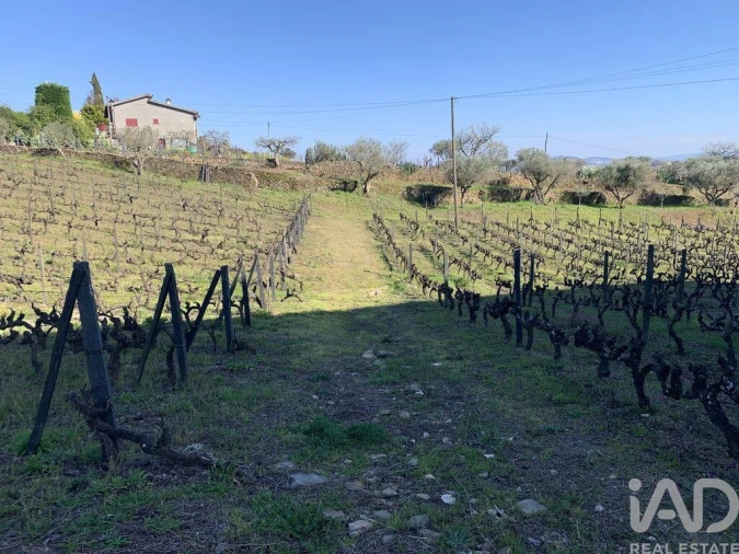 Quinta T4 para Venda em Sabrosa Foto 30