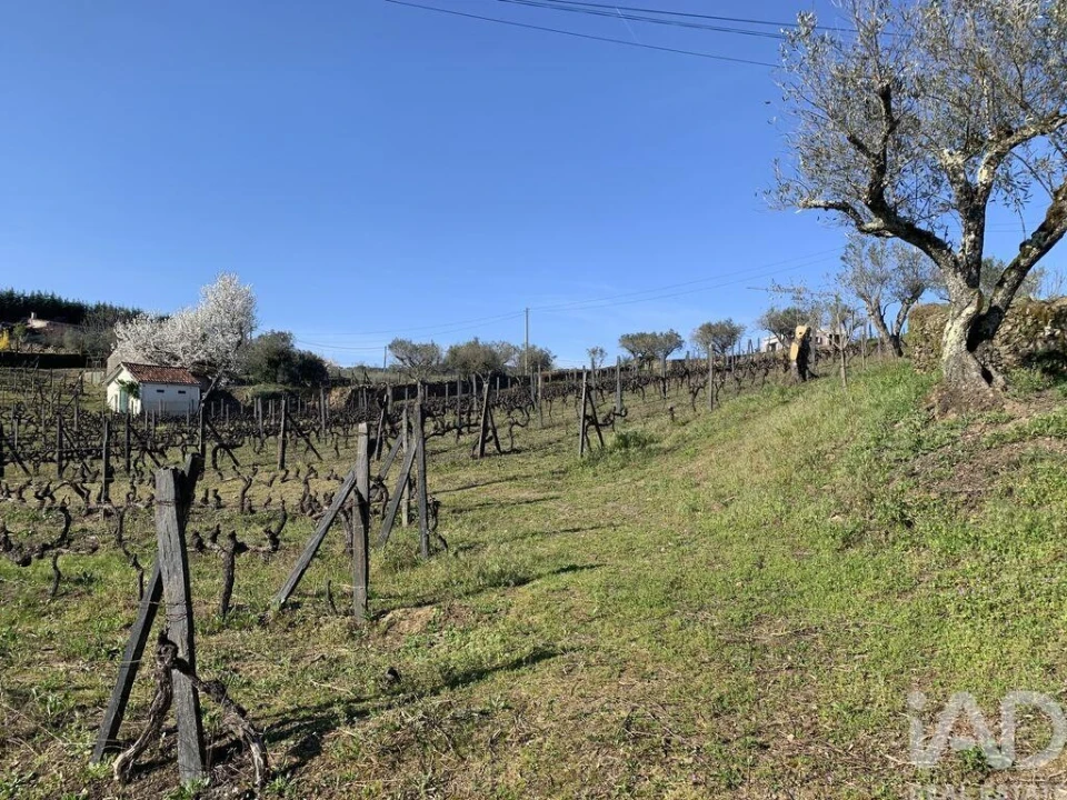 Quinta T4 para Venda em Sabrosa Foto 28