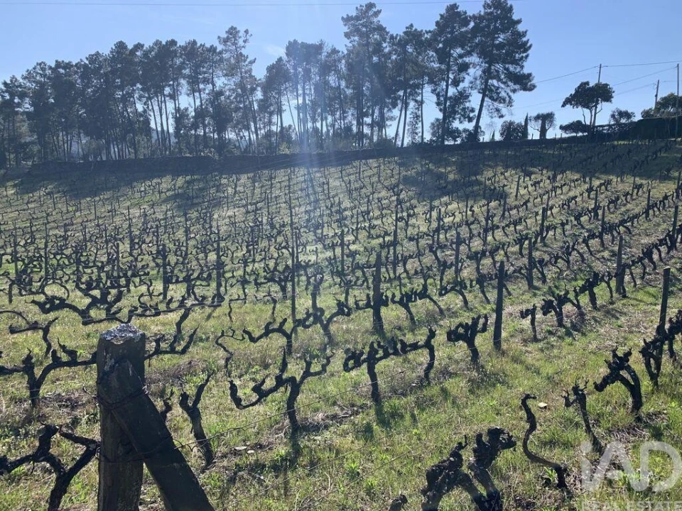Quinta T4 para Venda em Sabrosa Foto 23