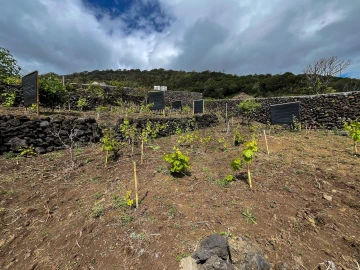 Moradia T3 para Venda em Calheta