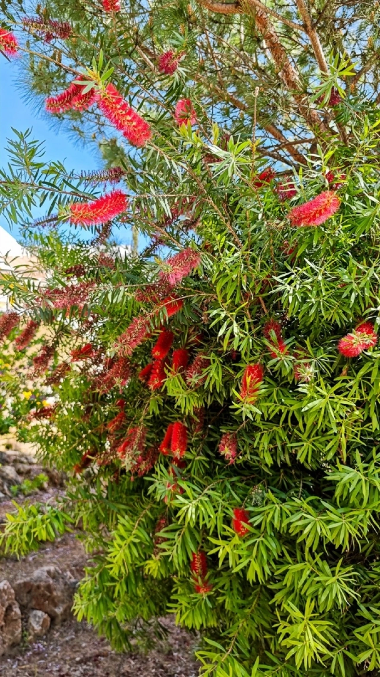 Apartamento T1 para Venda em Quarteira Foto 50