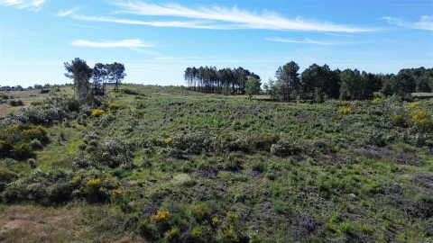 Terreno Agricola ou Rústico para Venda em Vale de Prazeres e Mata da Rainha
