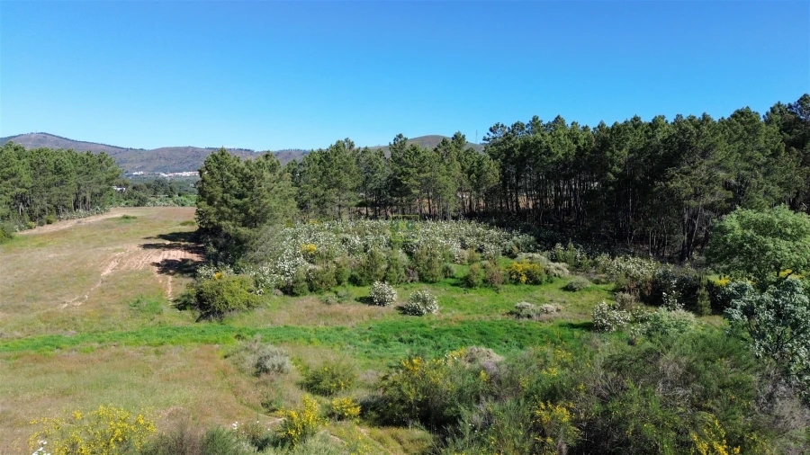 Terreno Agricola ou Rústico para Venda em Vale de Prazeres e Mata da Rainha Foto 33