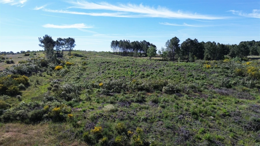 Terreno Agricola ou Rústico para Venda em Vale de Prazeres e Mata da Rainha Foto 24