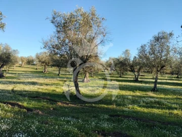 Terreno para Venda em Corval
