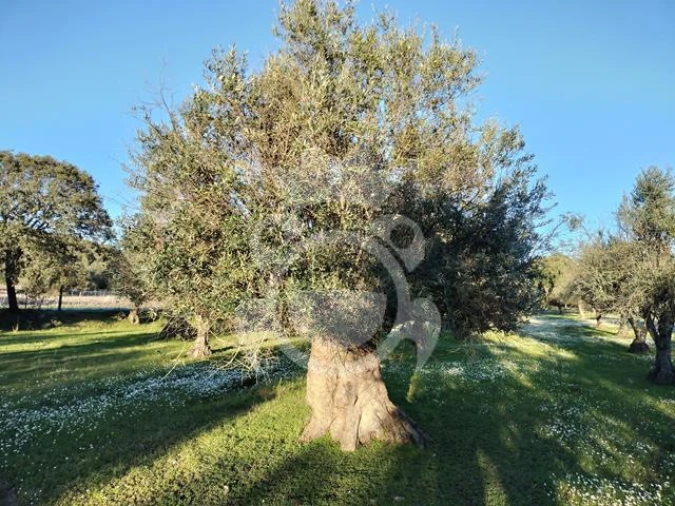 Terreno para Venda em Corval Foto 8