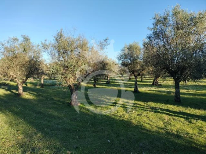 Terreno para Venda em Corval Foto 5