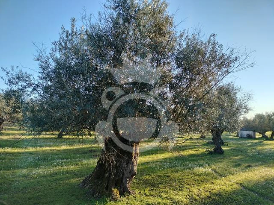 Terreno para Venda em Corval Foto 9
