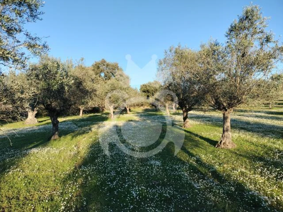 Terreno para Venda em Corval Foto 10