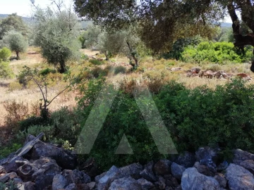 Terreno para Venda em Querença, Tôr e Benafim