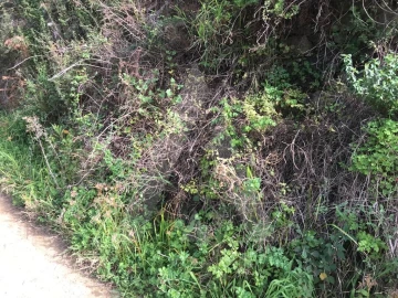 Terreno para Venda em Monchique