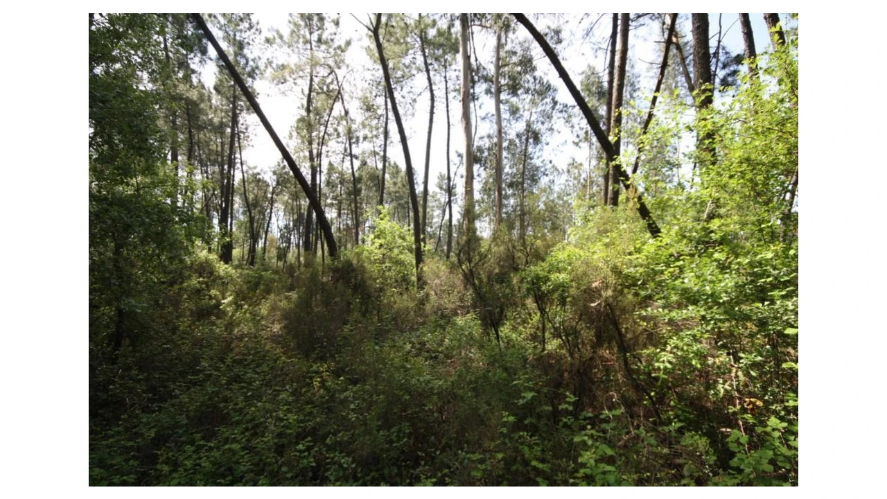 Terreno para Venda em Sebal e Belide Foto 2