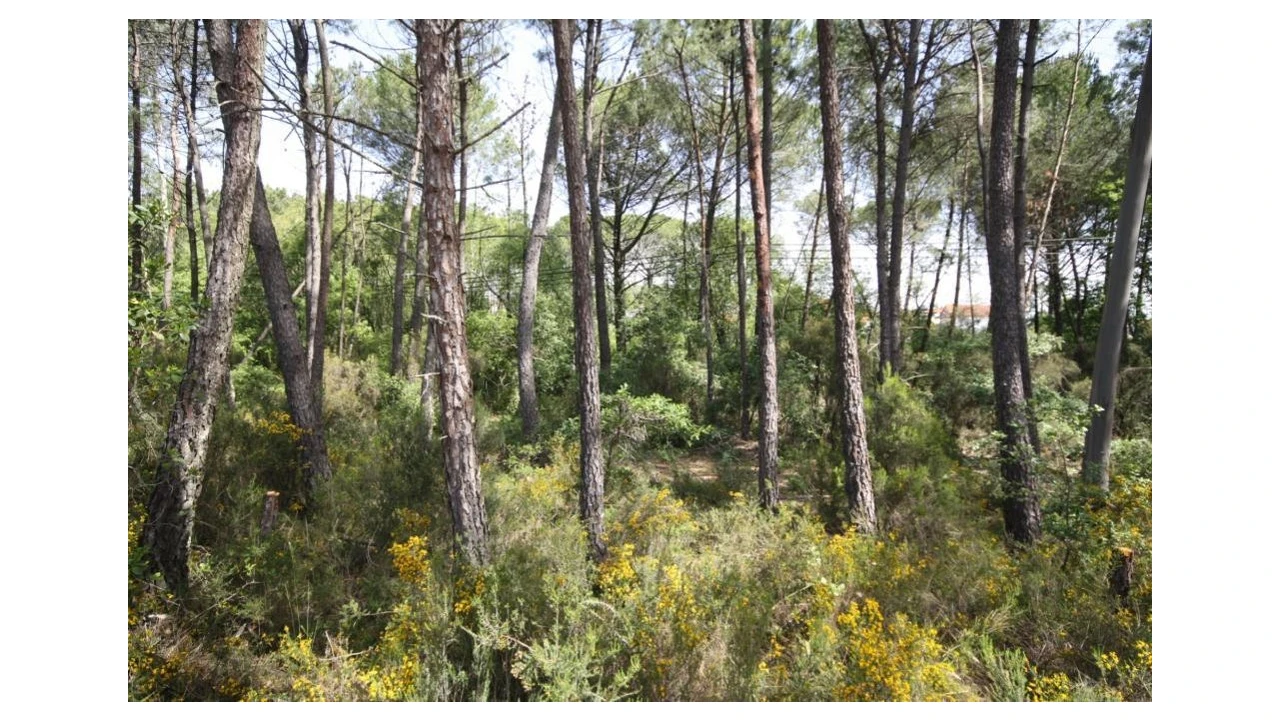 Terreno para Venda em Sebal e Belide Foto 3