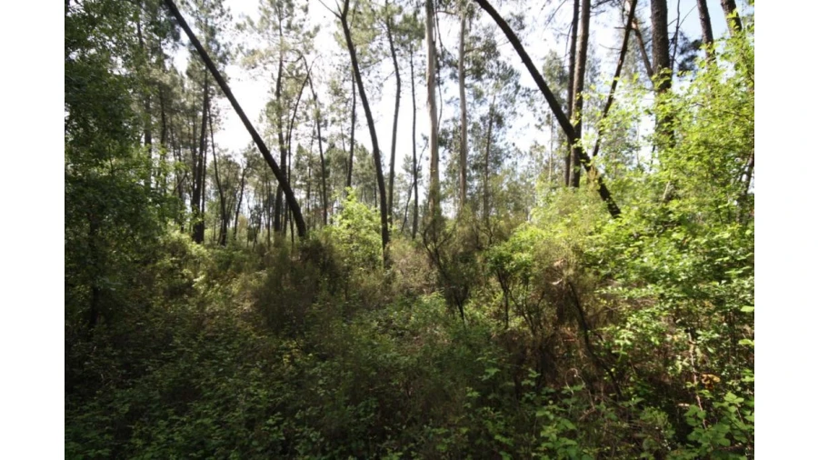 Terreno para Venda em Sebal e Belide Foto 2