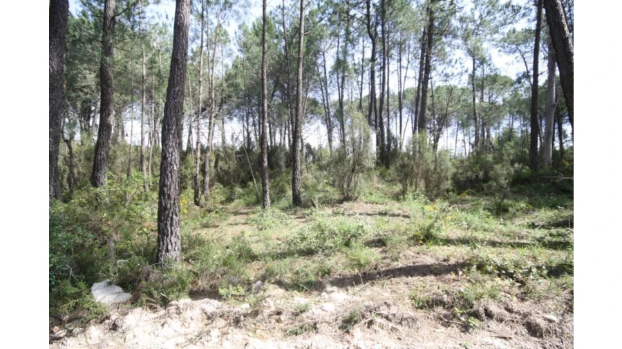 Terreno para Venda em Sebal e Belide Foto 7