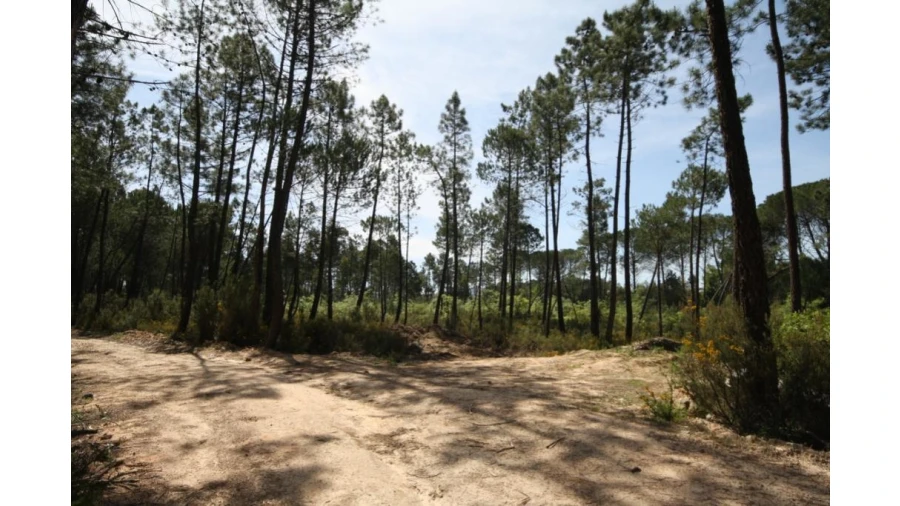 Terreno para Venda em Sebal e Belide Foto 6