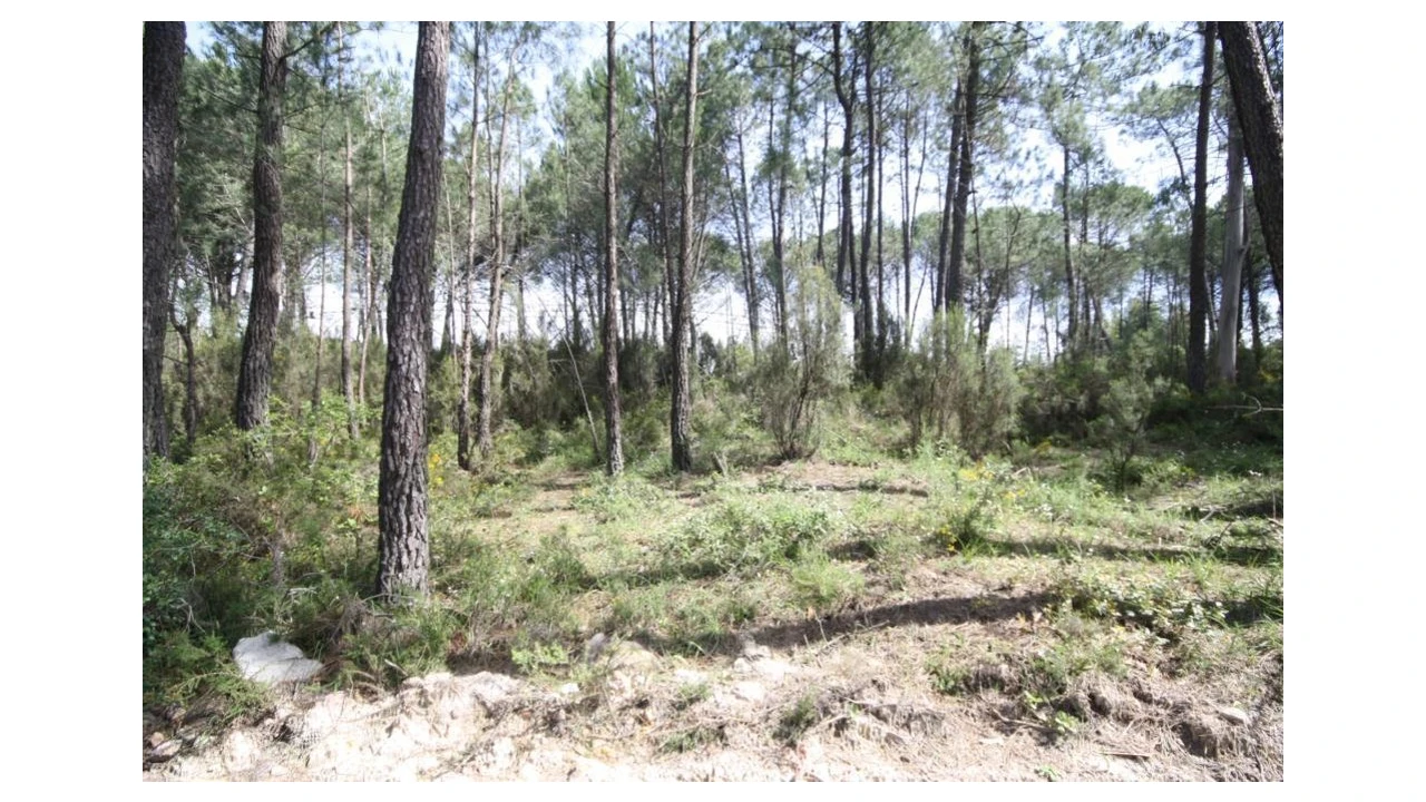 Terreno para Venda em Sebal e Belide Foto 7