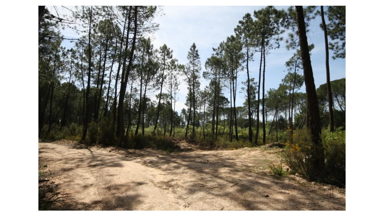 Terreno para Venda em Sebal e Belide Foto 6