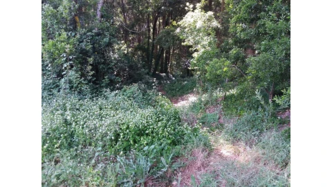 Terreno para Venda em São Paio de Oleiros