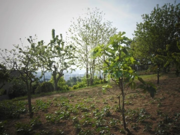 Terreno para Venda em Torgueda