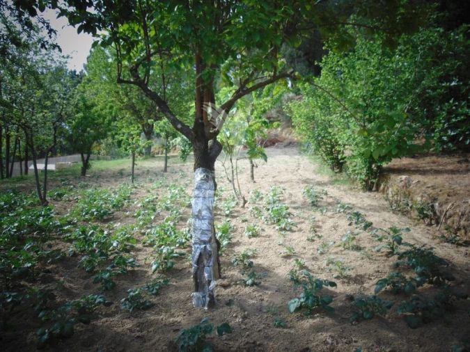 Terreno para Venda em Torgueda Foto 17
