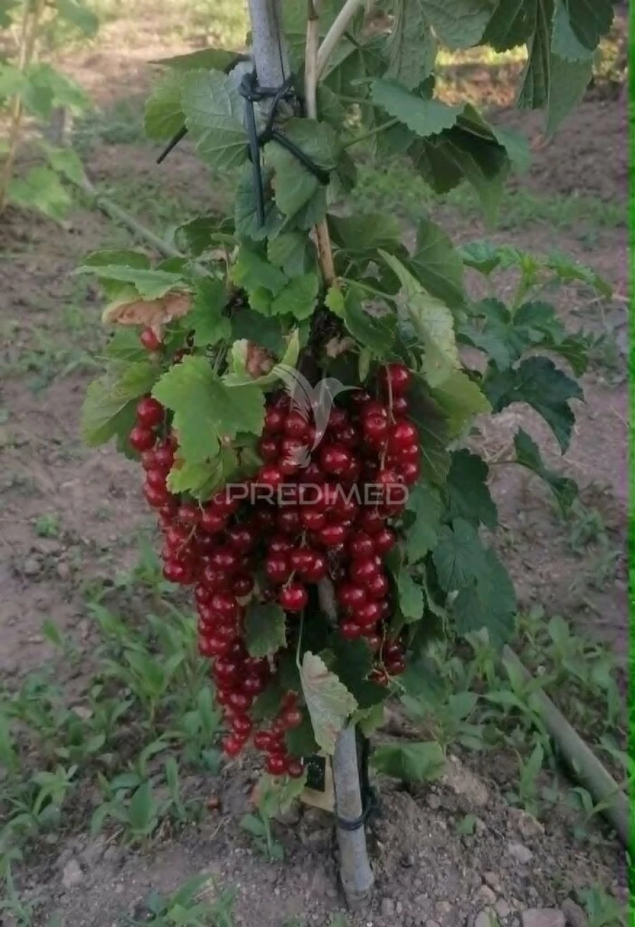 Terreno para Venda em Torgueda Foto 18