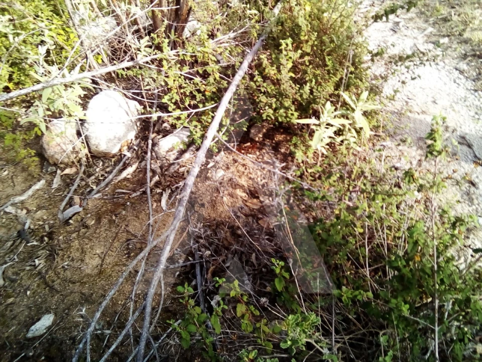 Terreno para Venda em Monchique Foto 5