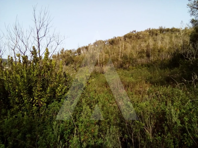 Terreno para Venda em Monchique Foto 9