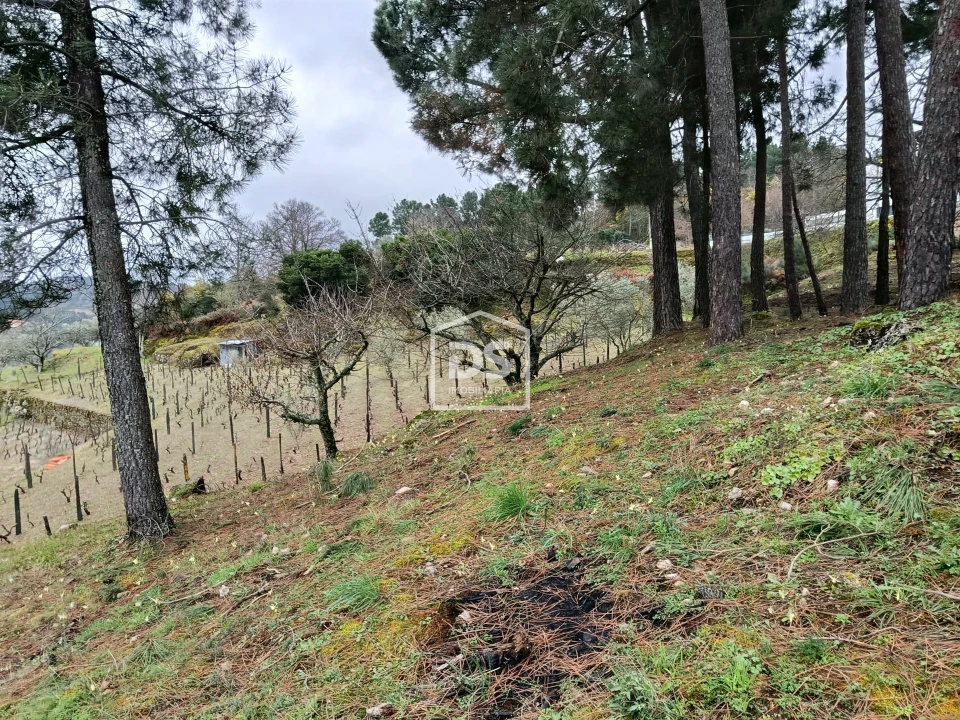Terreno para Venda em Ferreirim Foto 37