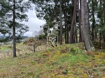 Terreno para Venda em Ferreirim