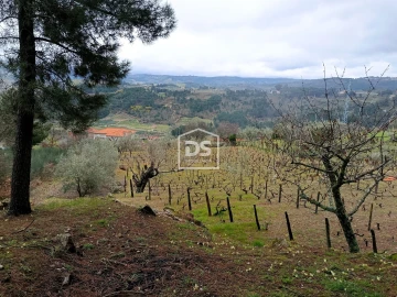 Terreno para Venda em Ferreirim
