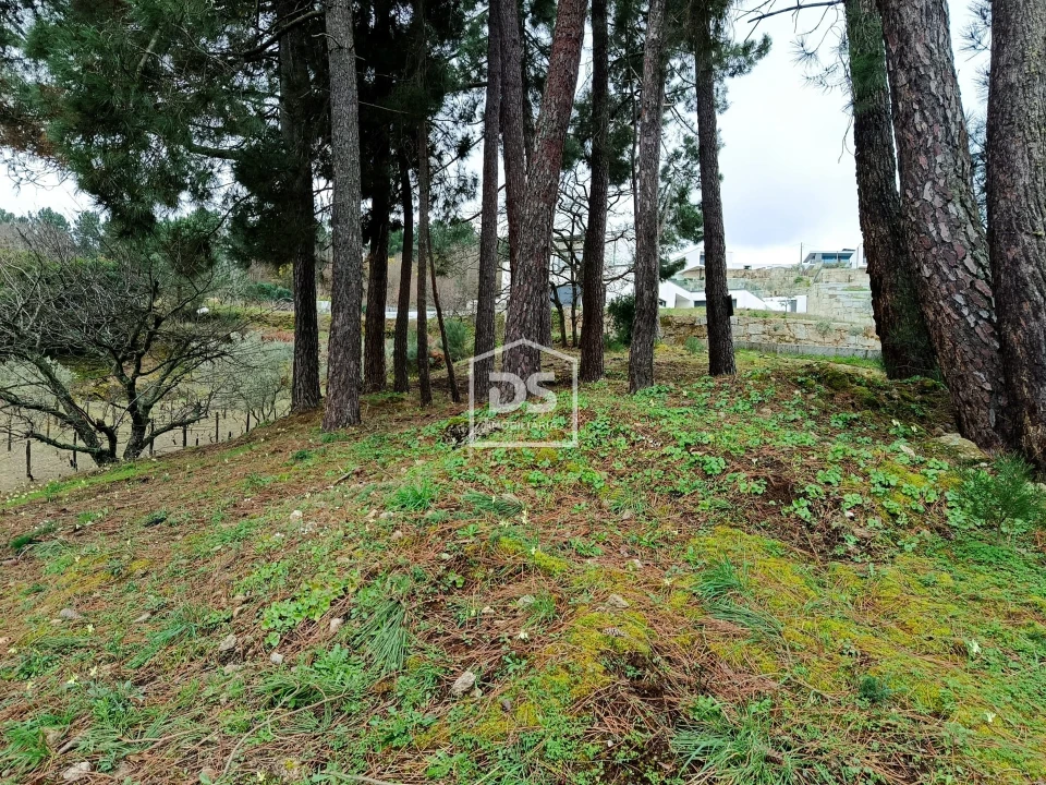 Terreno para Venda em Ferreirim Foto 18