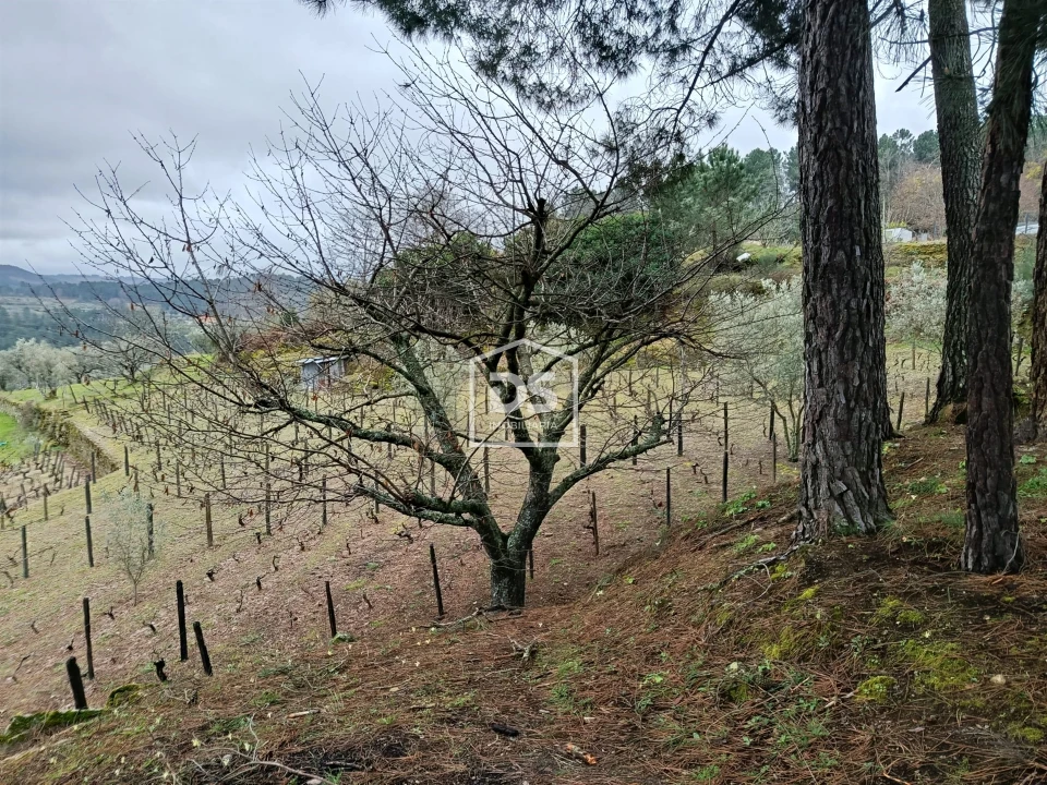Terreno para Venda em Ferreirim Foto 54