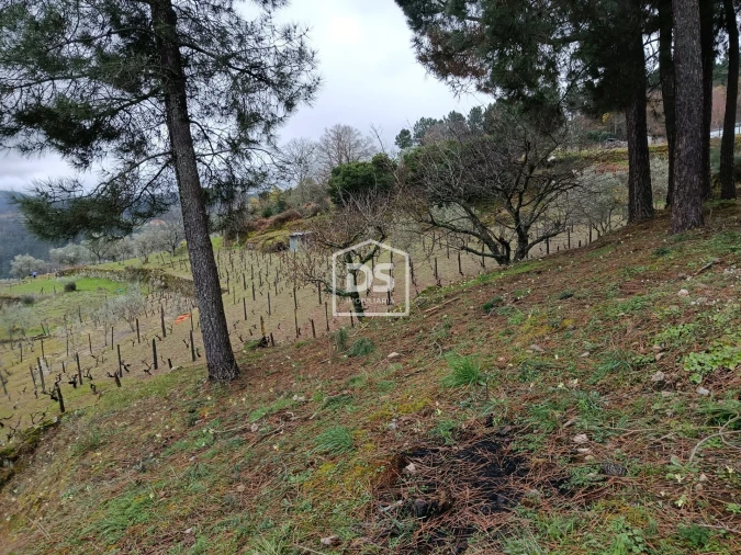 Terreno para Venda em Ferreirim Foto 72