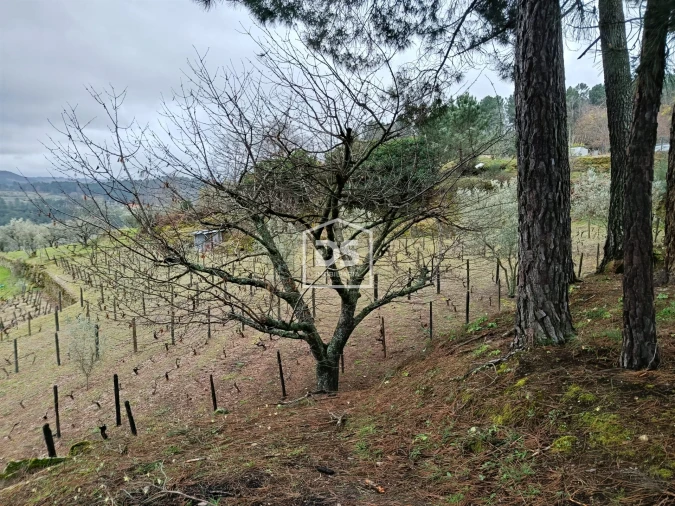 Terreno para Venda em Ferreirim Foto 10