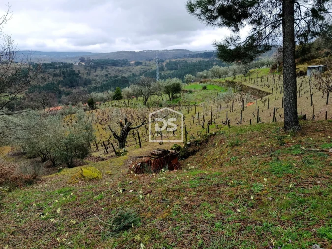 Terreno para Venda em Ferreirim Foto 38