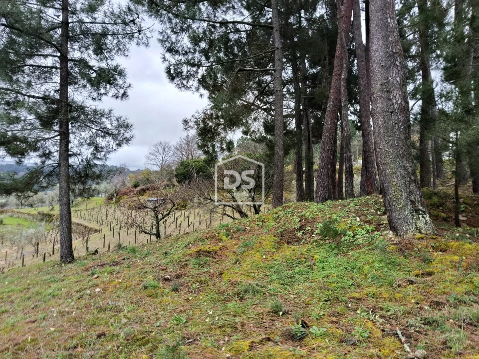 Terreno para Venda em Ferreirim Foto 47