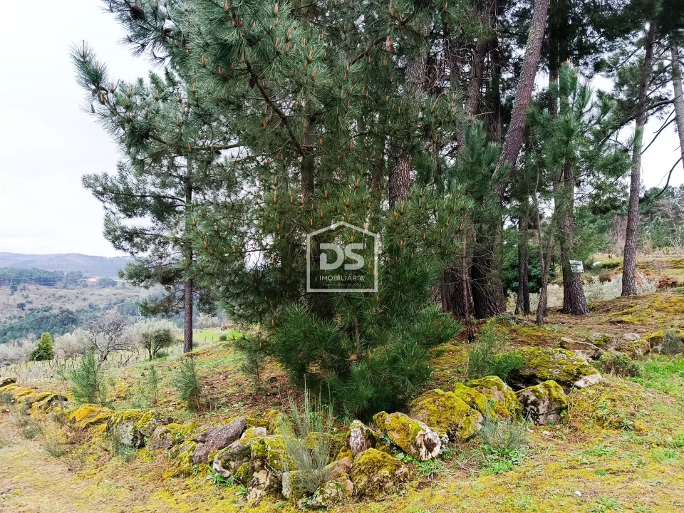 Terreno para Venda em Ferreirim Foto 57