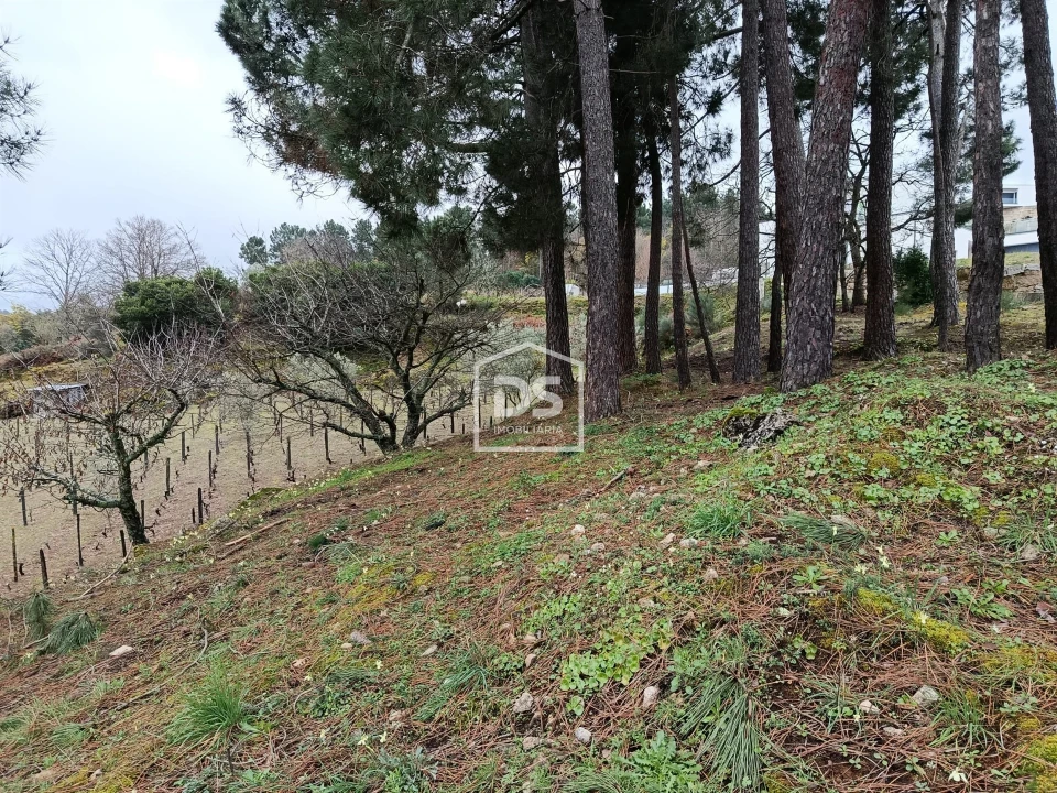 Terreno para Venda em Ferreirim Foto 63
