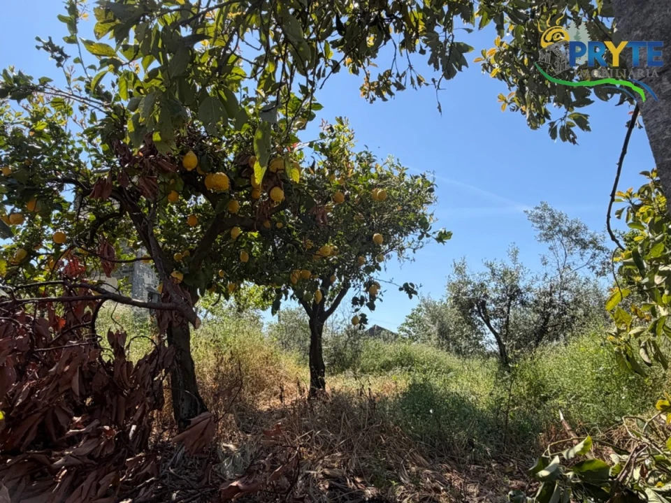 Moradia para Venda em Sertã Foto 64