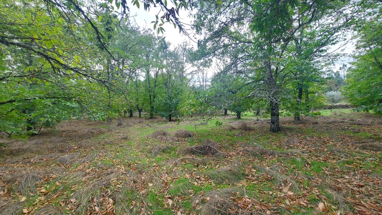 Quinta T0 para Venda em Mangualde, Mesquitela e Cunha Alta Foto 27