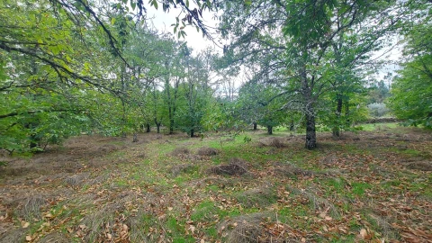 Quinta T0 para Venda em Mangualde, Mesquitela e Cunha Alta